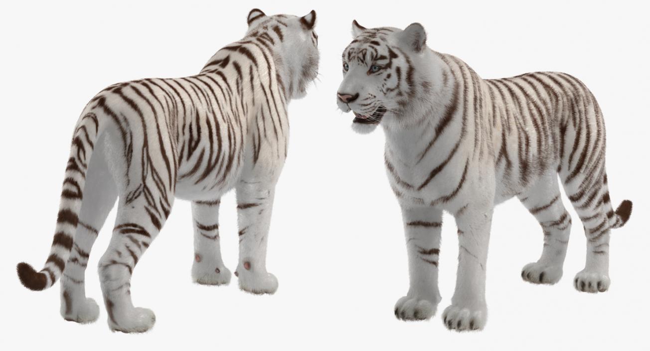 3D model White Tiger with Fur