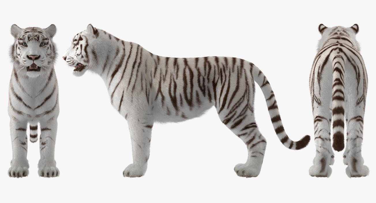 3D model White Tiger with Fur