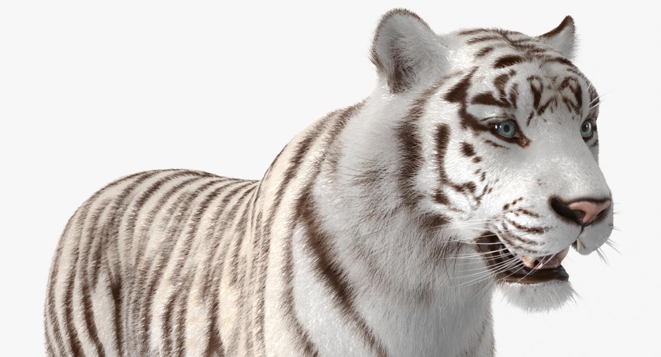 3D model White Tiger with Fur