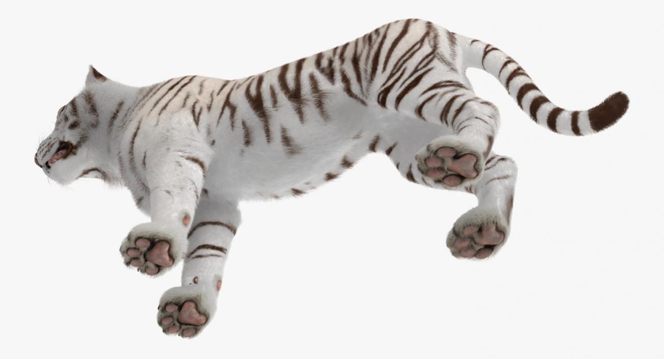 3D model White Tiger with Fur