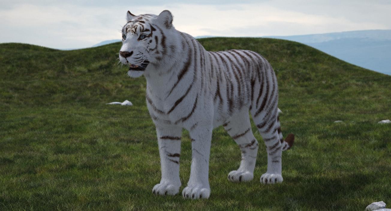 3D model White Tiger with Fur