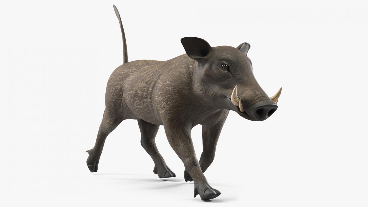 3D model Phacochoerus Africanus Walking Pose