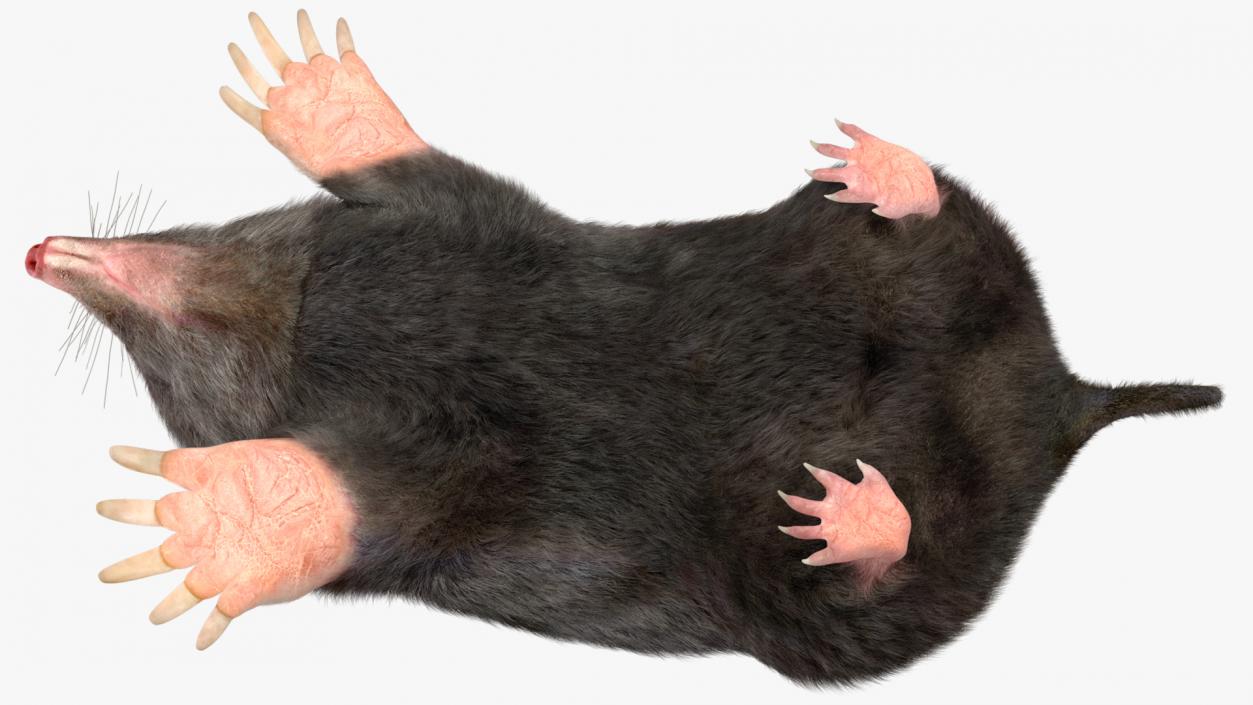 Realistic Mole Animal Fur 2 3D