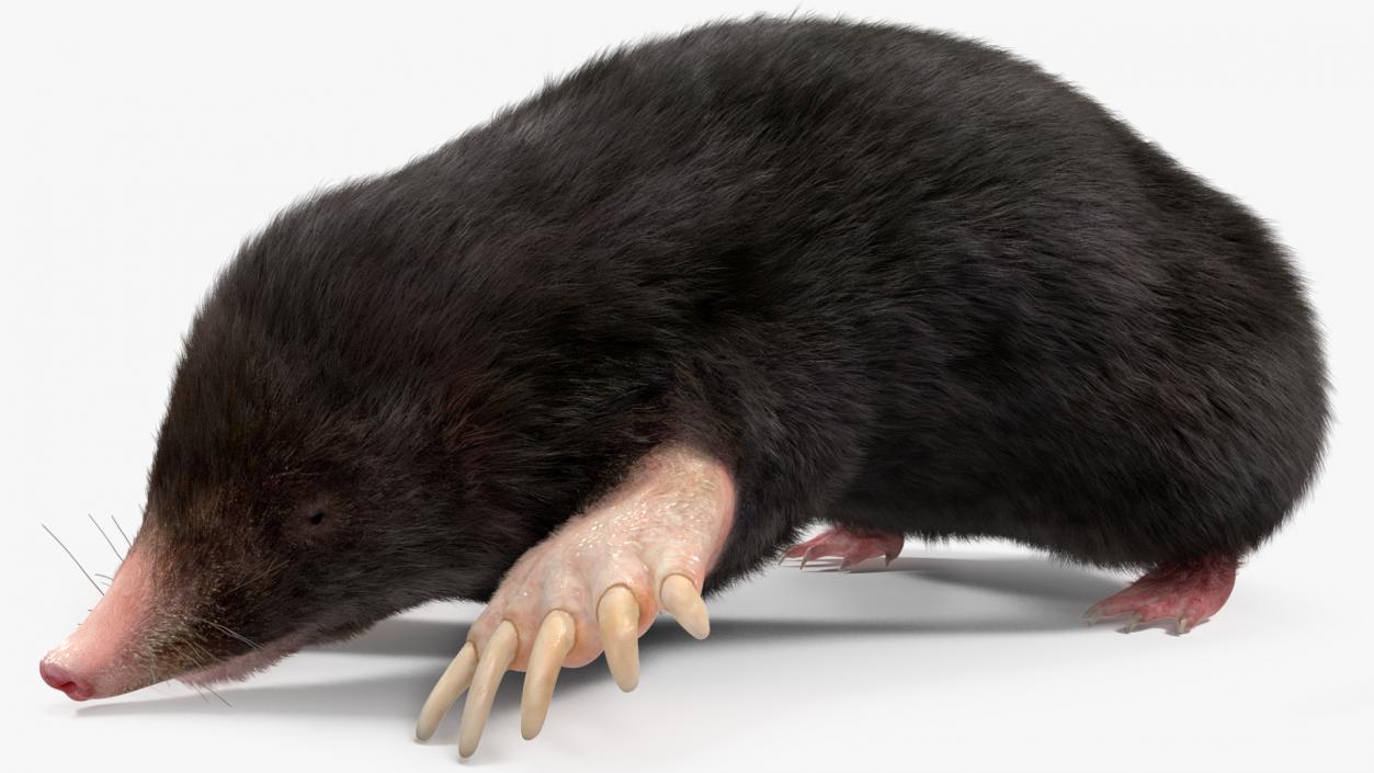 Realistic Mole Animal Fur 2 3D