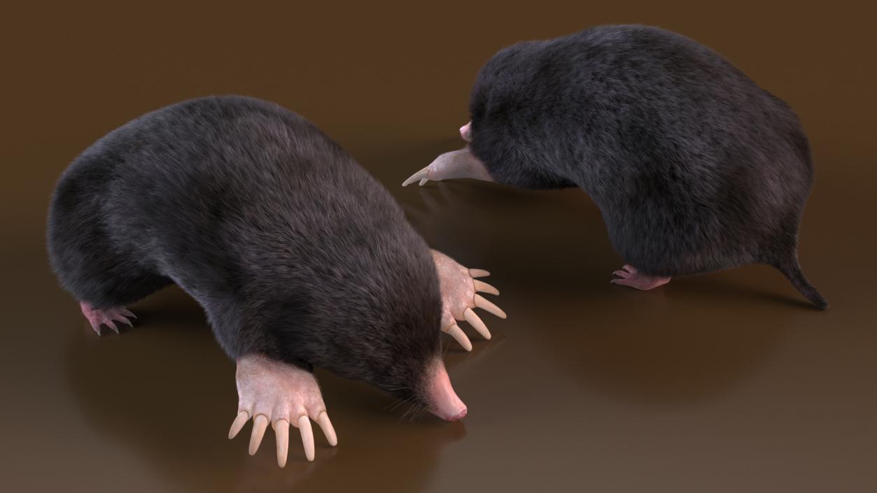 Realistic Mole Animal Fur 2 3D