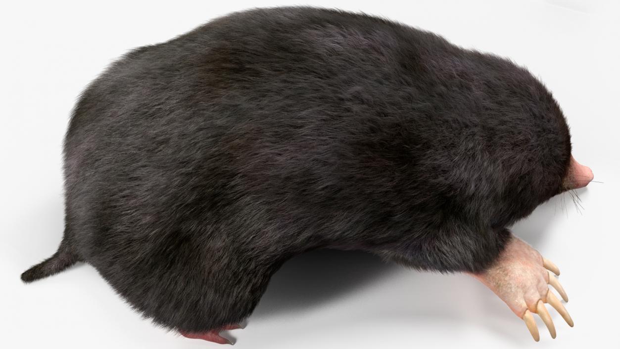 Realistic Mole Animal Fur 2 3D