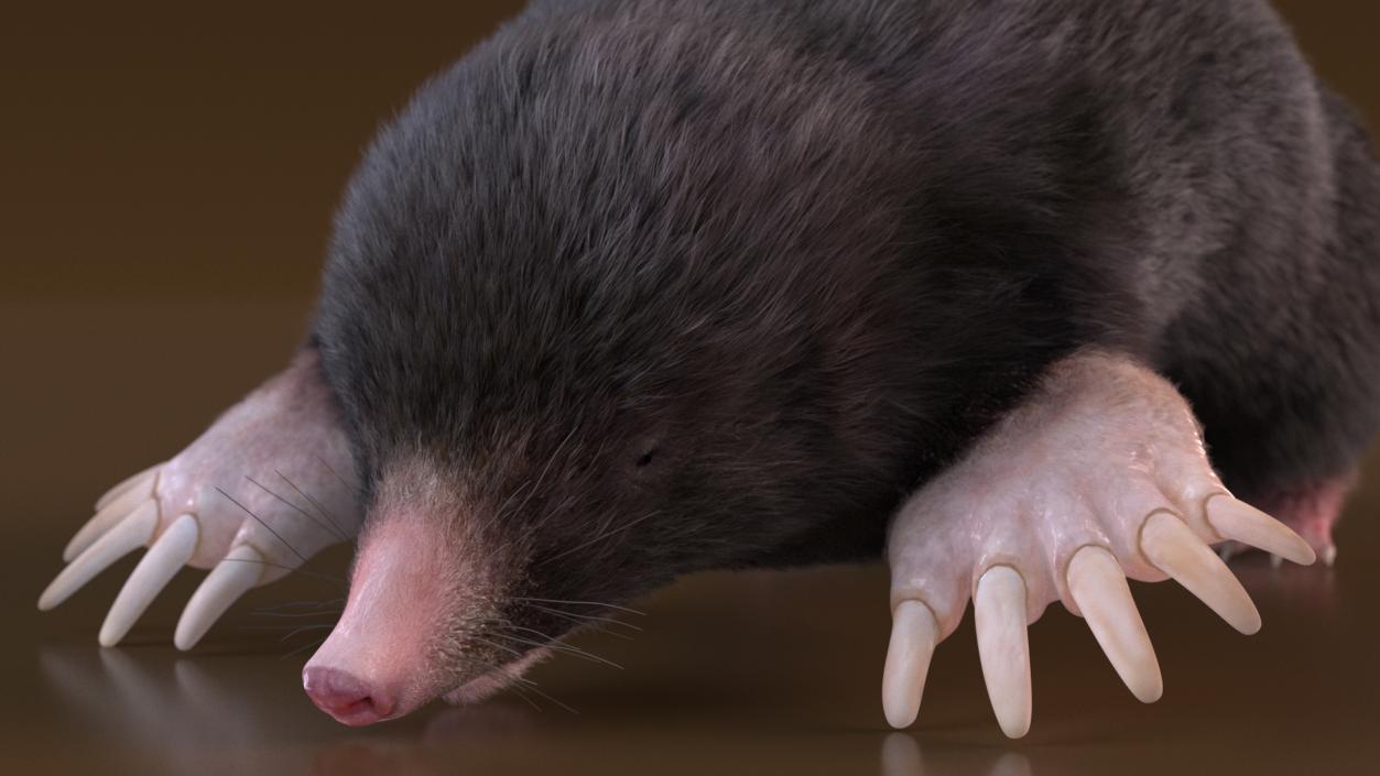 Realistic Mole Animal Fur 2 3D