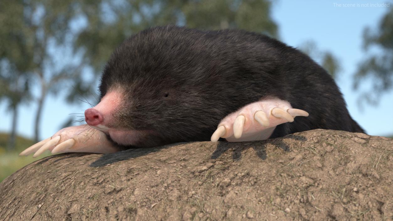 Realistic Mole Animal Fur 2 3D