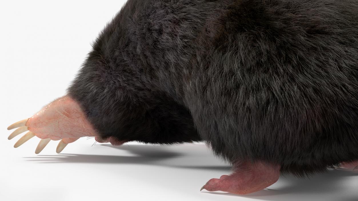 Realistic Mole Animal Fur 2 3D