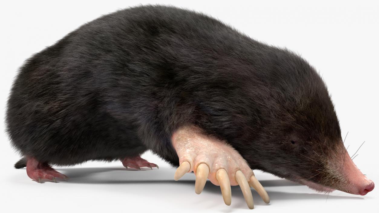 Realistic Mole Animal Fur 2 3D