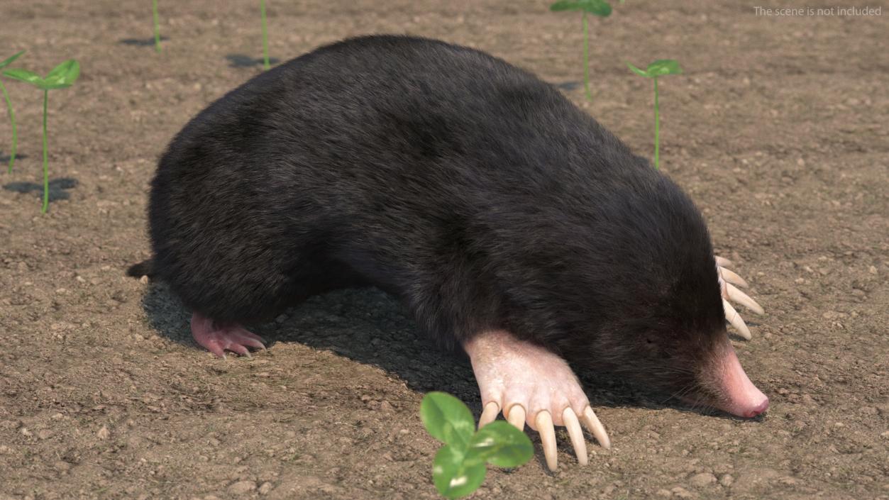 Realistic Mole Animal Fur 2 3D