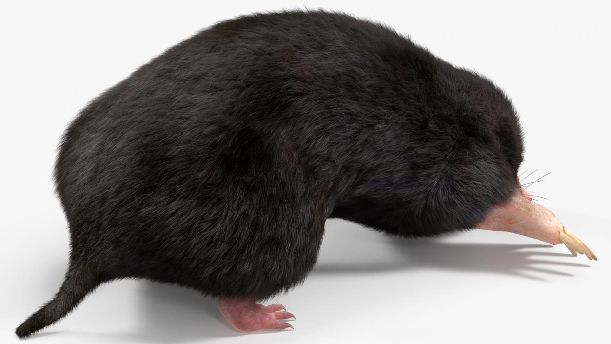 Realistic Mole Animal Fur 2 3D