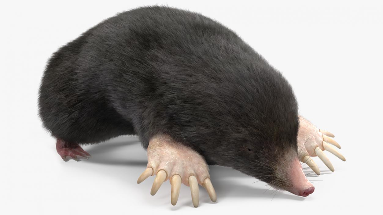 Realistic Mole Animal Fur 2 3D