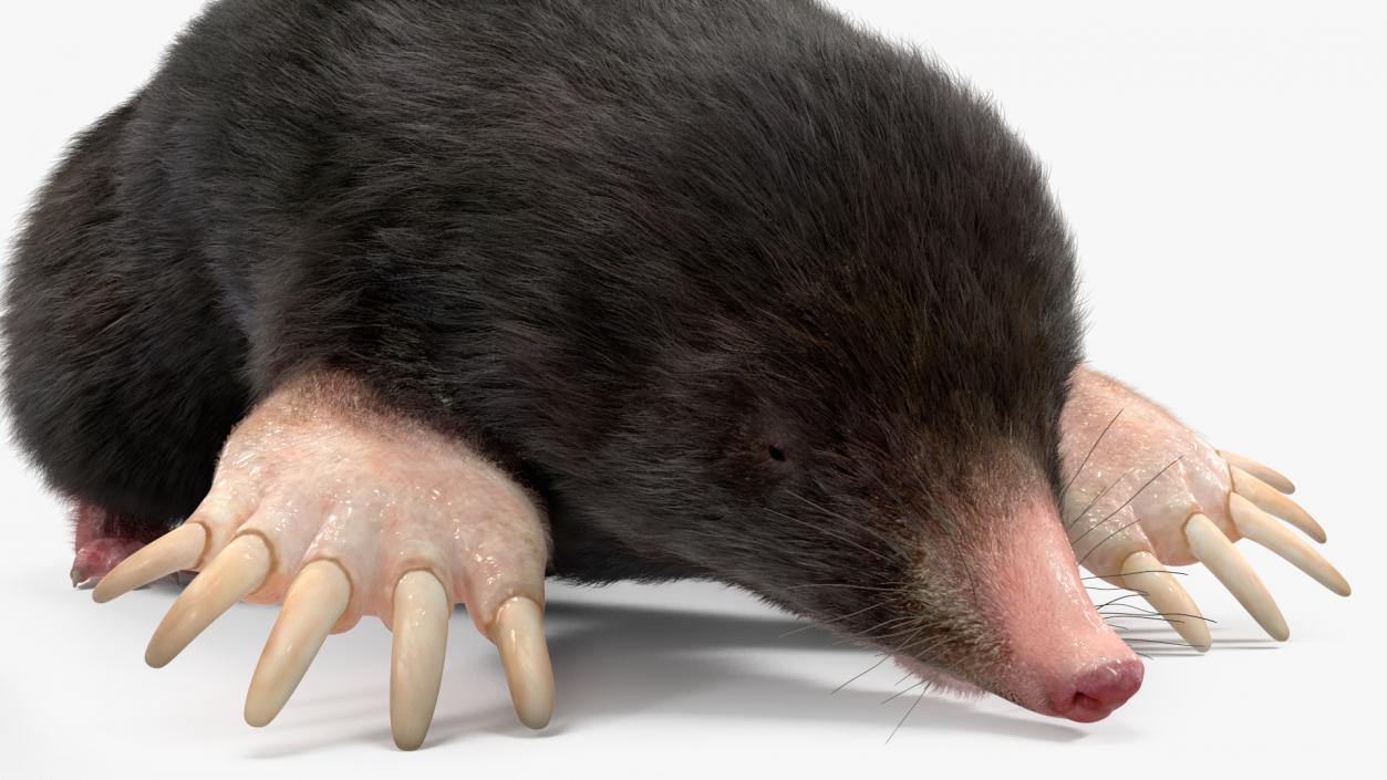 Realistic Mole Animal Fur 2 3D