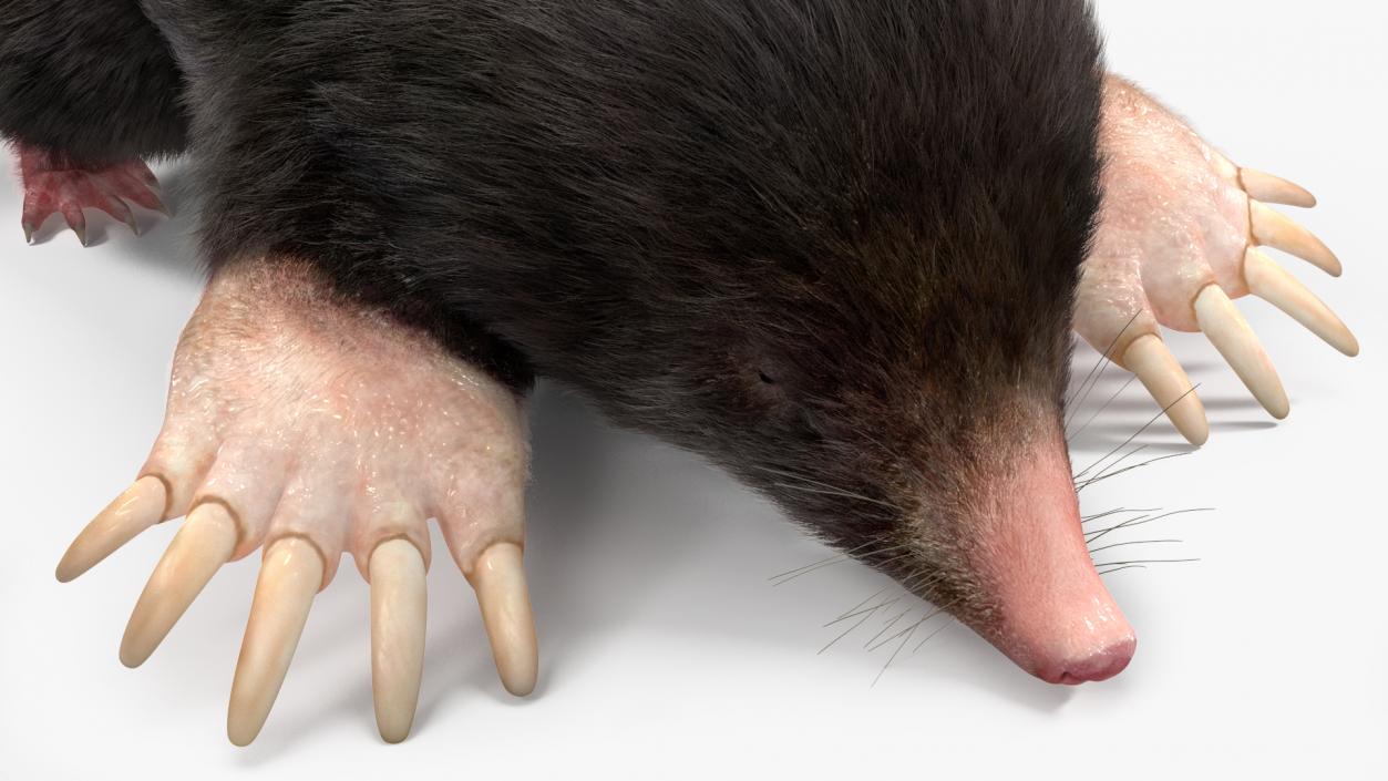 Realistic Mole Animal Fur 2 3D