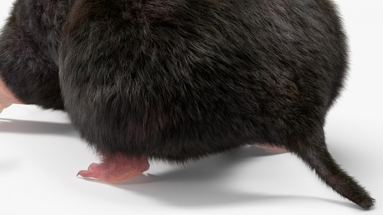 Realistic Mole Animal Fur 2 3D