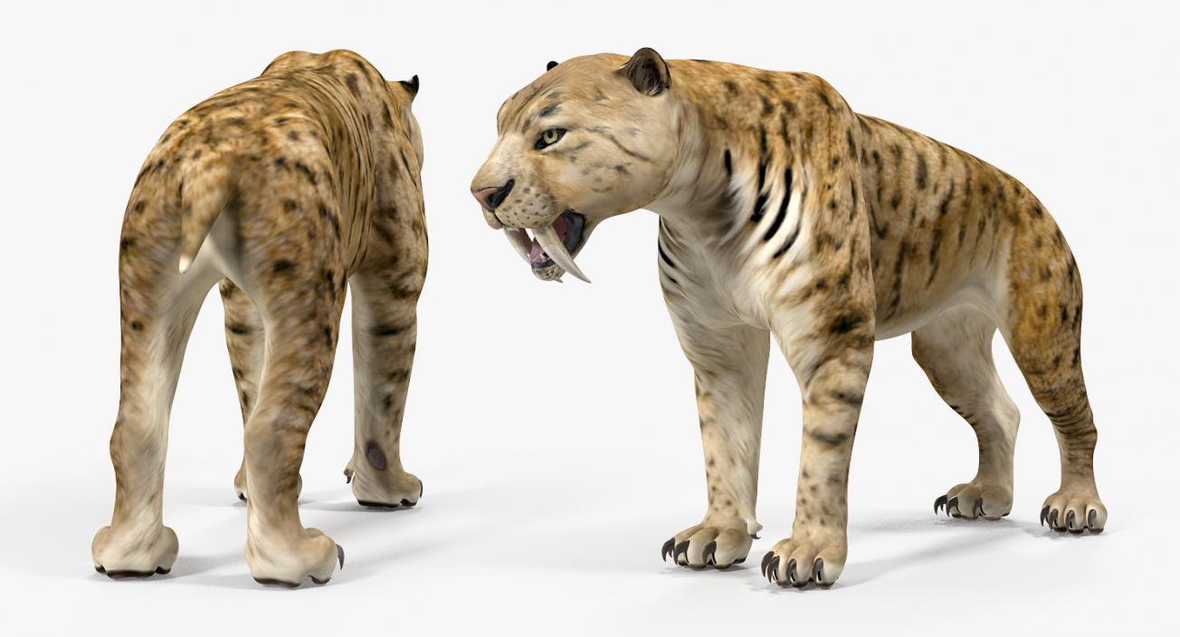 Saber Tooth Tiger 3D