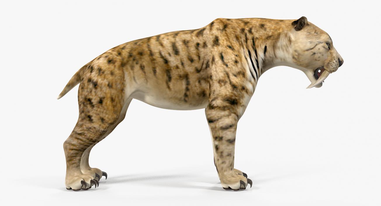 Saber Tooth Tiger 3D