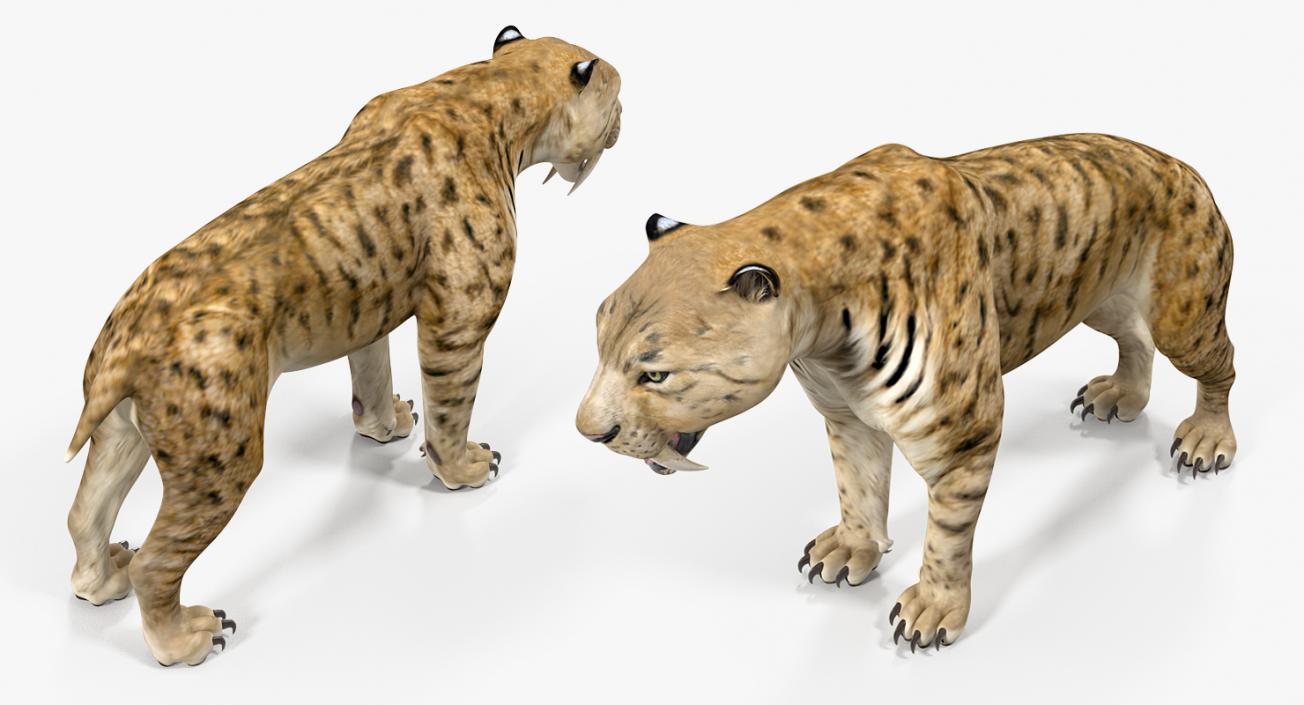 Saber Tooth Tiger 3D