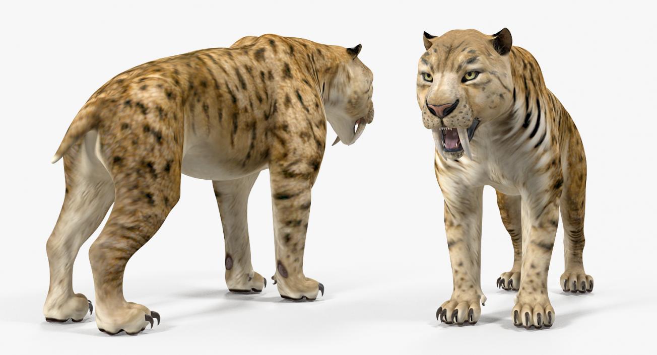 Saber Tooth Tiger 3D