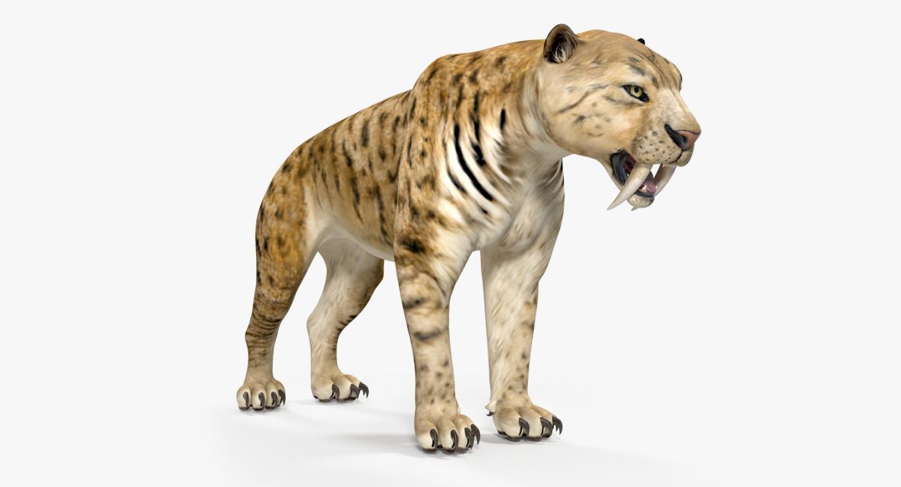 Saber Tooth Tiger 3D