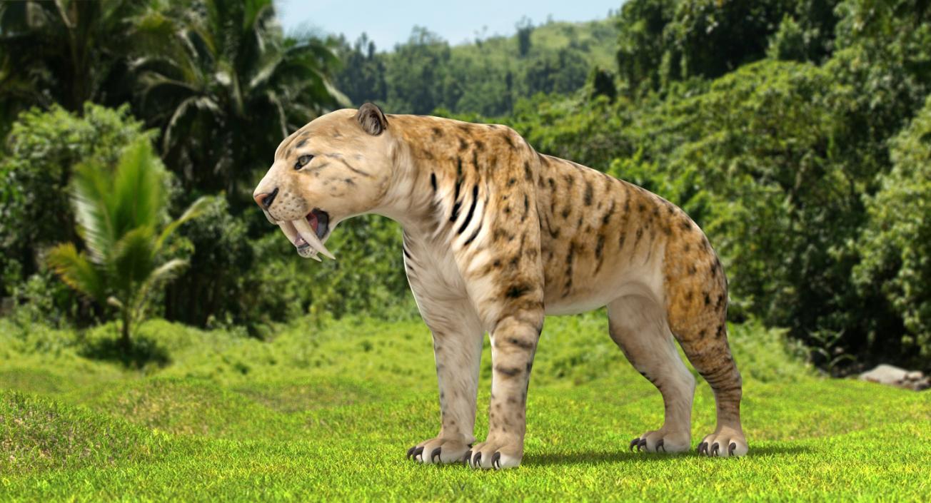 Saber Tooth Tiger 3D