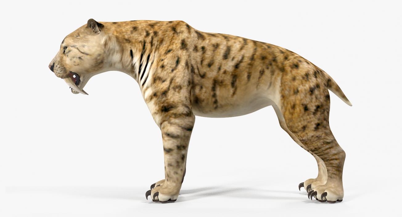 Saber Tooth Tiger 3D