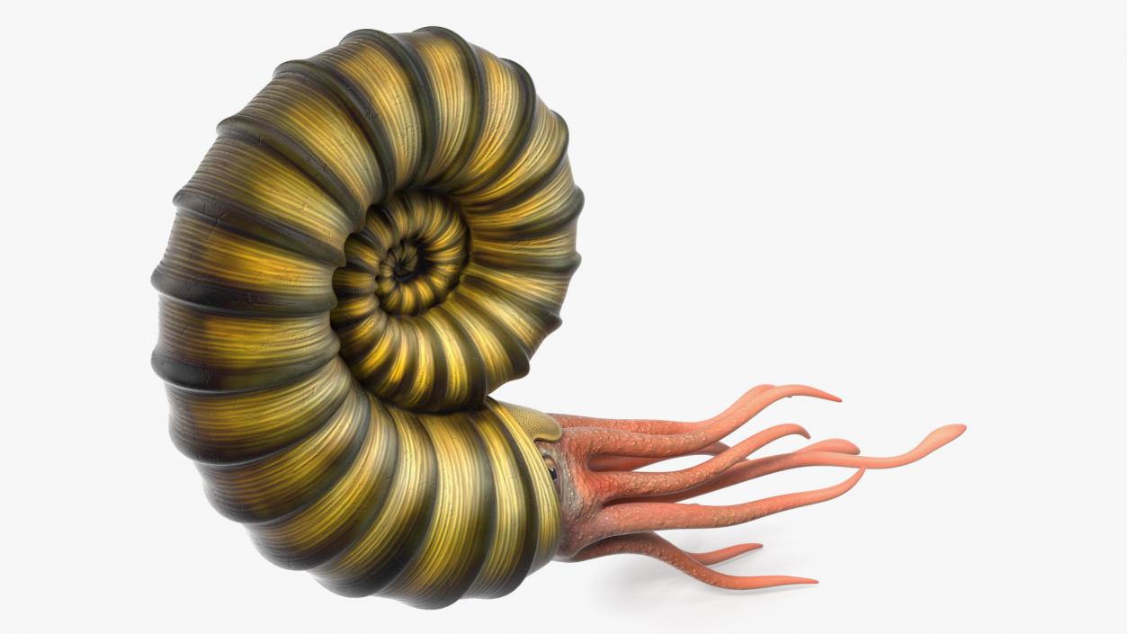 3D model Ammonite