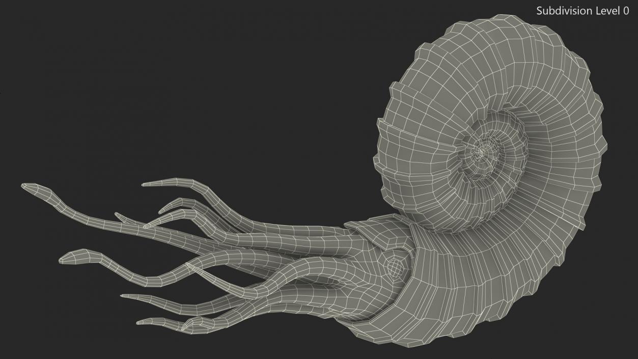 3D model Ammonite