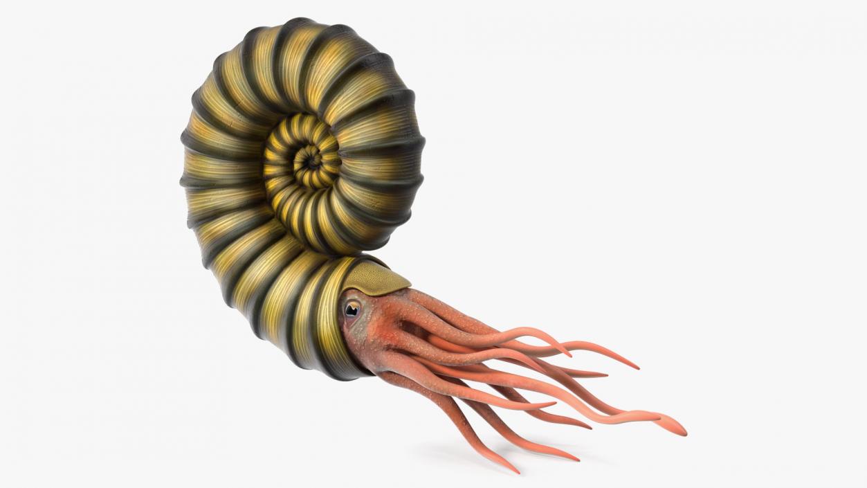 3D model Ammonite