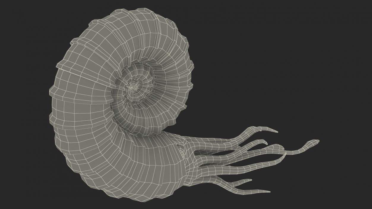 3D model Ammonite