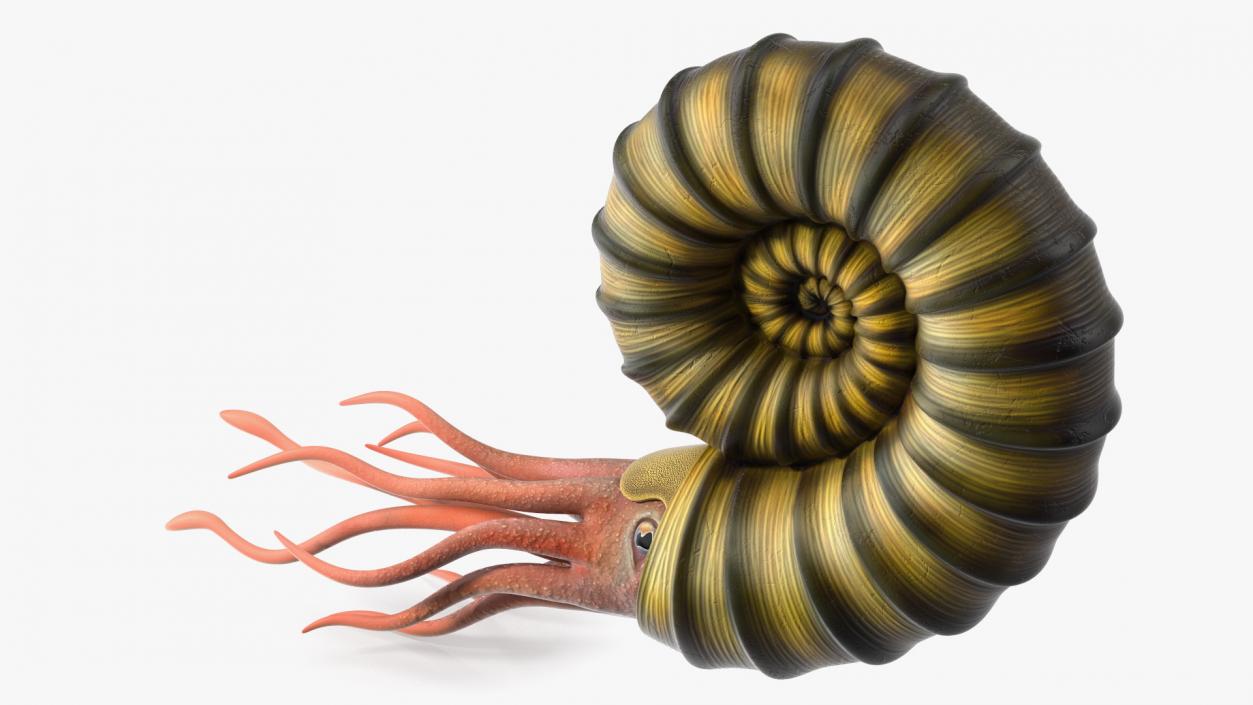 3D model Ammonite