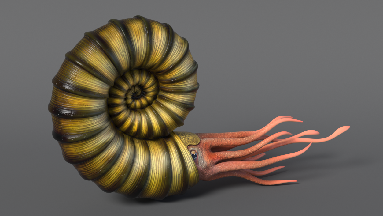 3D model Ammonite