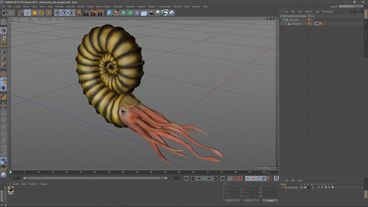 3D model Ammonite