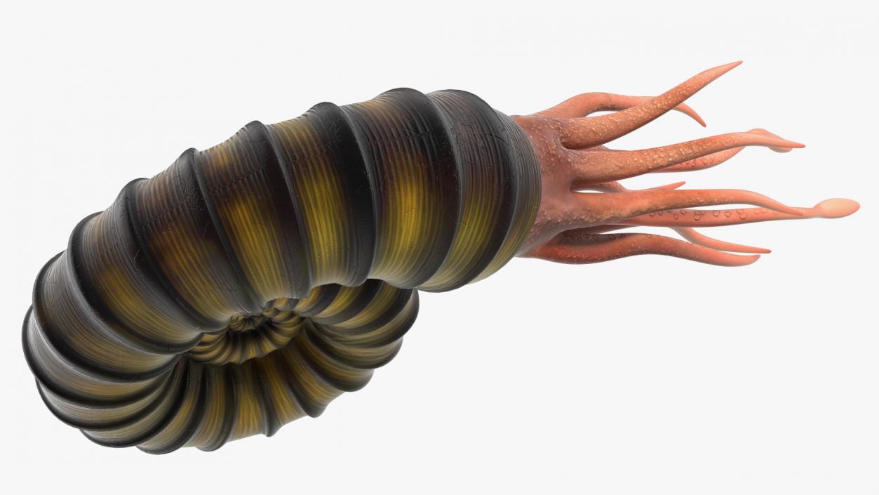 3D model Ammonite