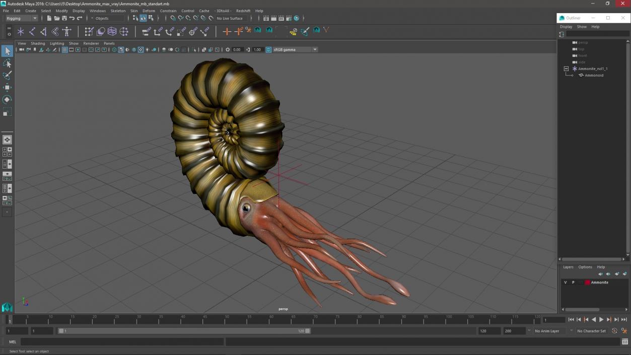 3D model Ammonite