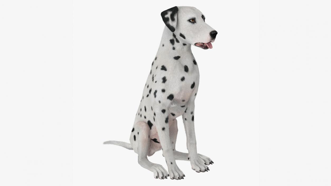 3D Dalmatian Dog Fur Animated Rigged model