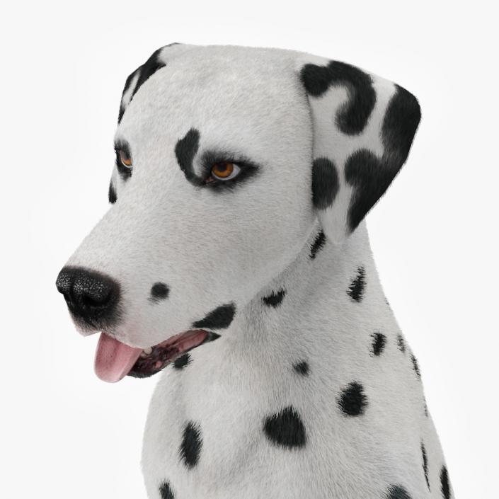 3D Dalmatian Dog Fur Animated Rigged model