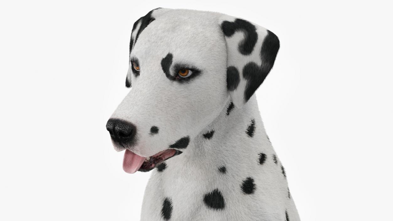 3D Dalmatian Dog Fur Animated Rigged model