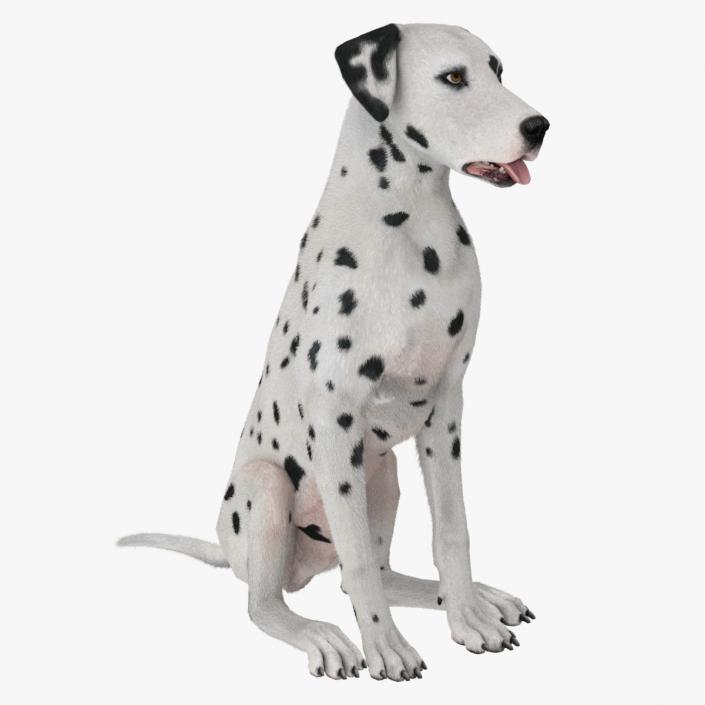 3D Dalmatian Dog Fur Animated Rigged model