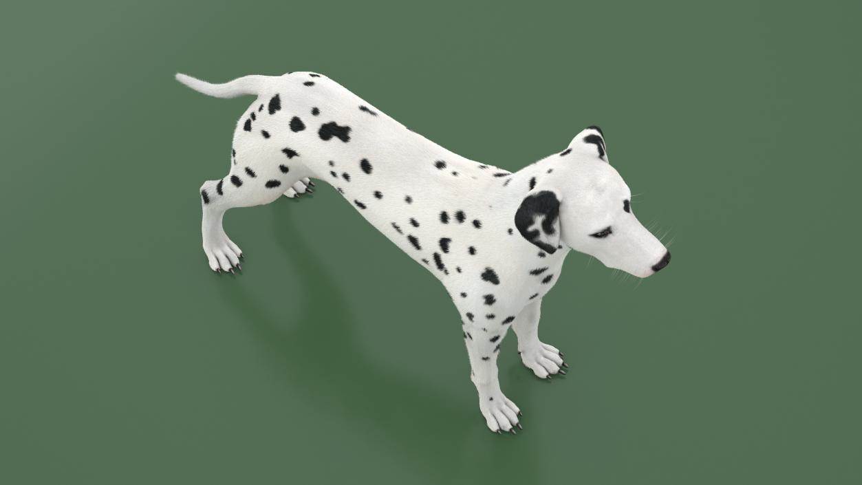 3D Dalmatian Dog Fur Animated Rigged model