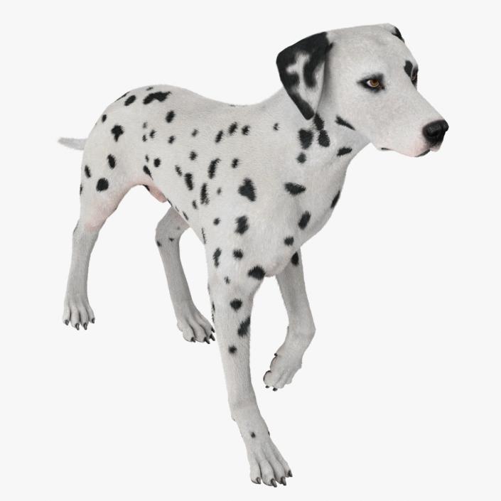 3D Dalmatian Dog Fur Animated Rigged model