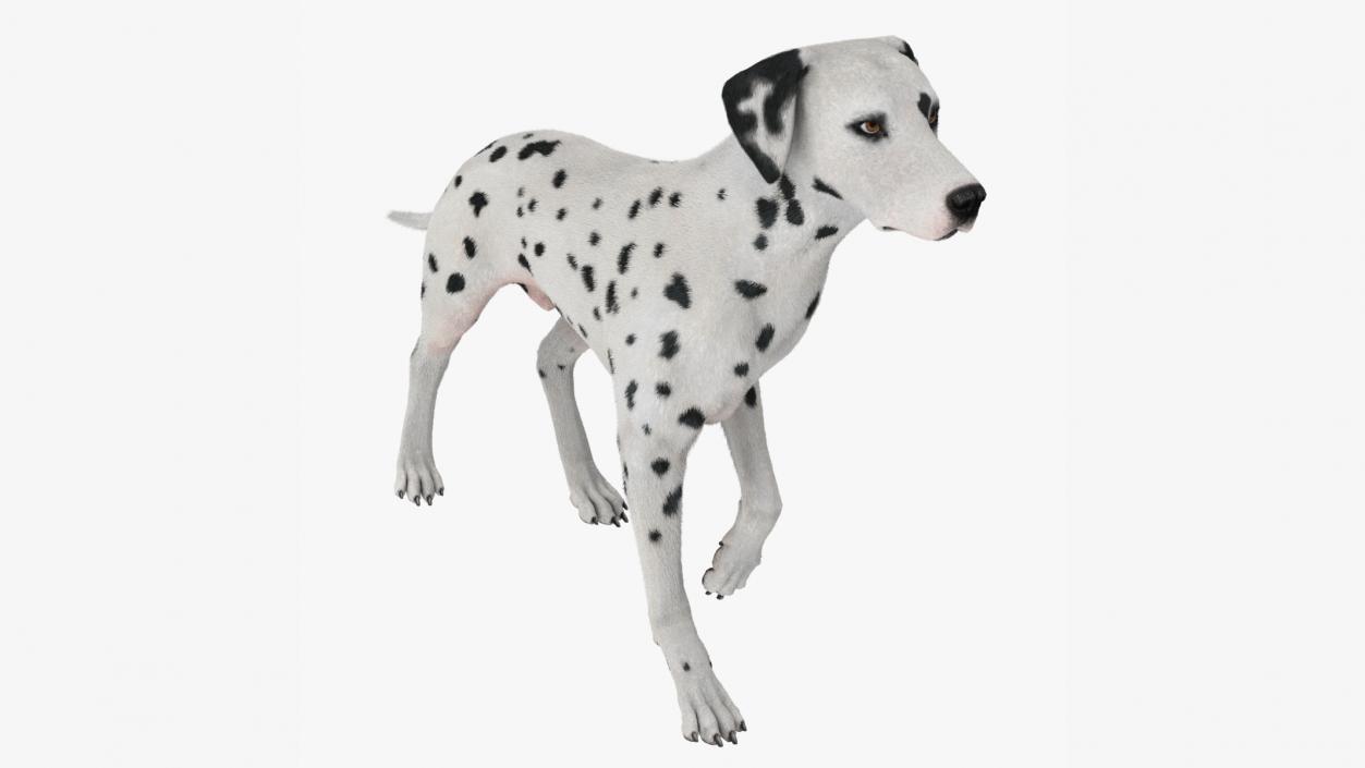 3D Dalmatian Dog Fur Animated Rigged model