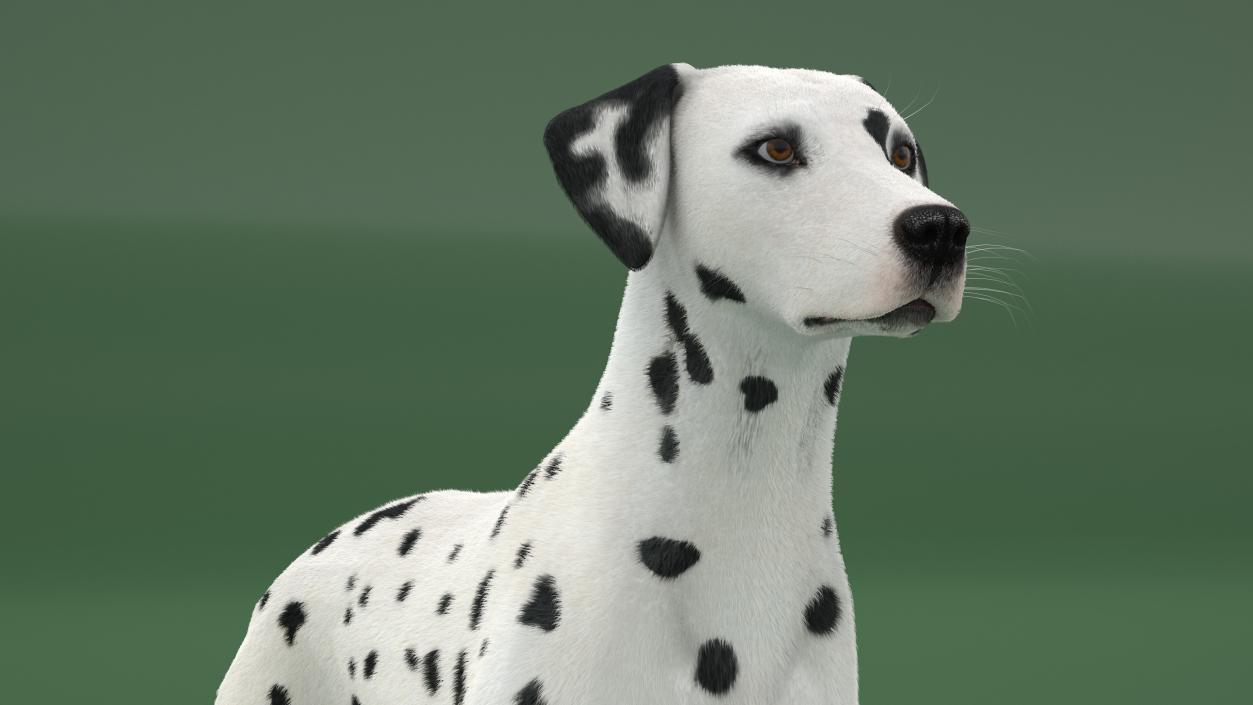 3D Dalmatian Dog Fur Animated Rigged model