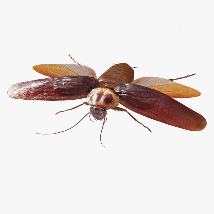 Flying Cockroach Rigged for Maya 3D