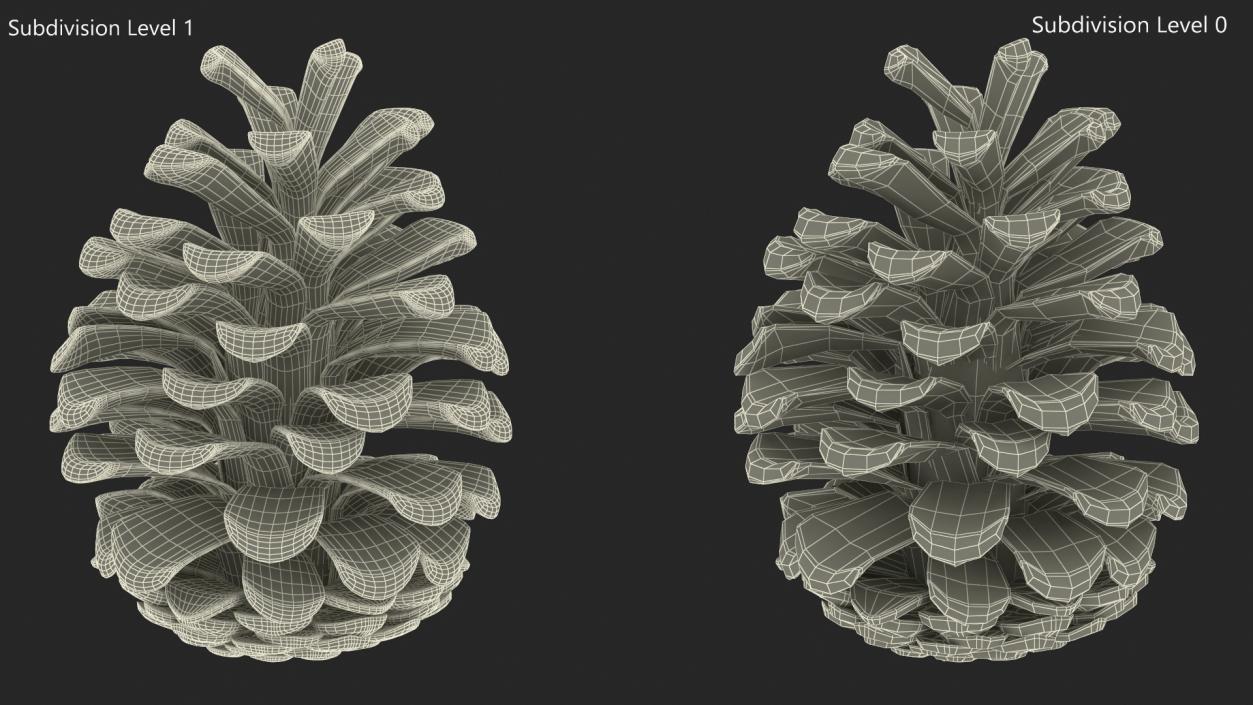 3D Opened Pine Cone