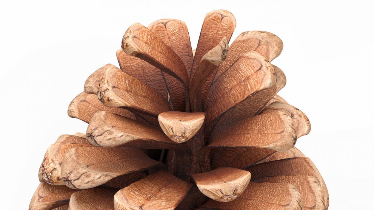 3D Opened Pine Cone