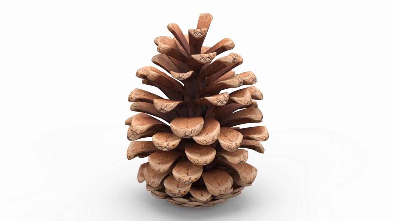 3D Opened Pine Cone