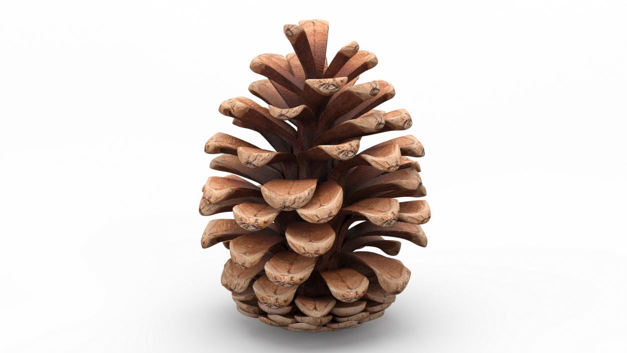 3D Opened Pine Cone