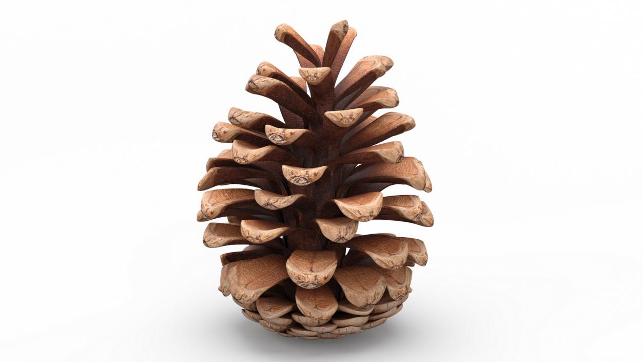 3D Opened Pine Cone